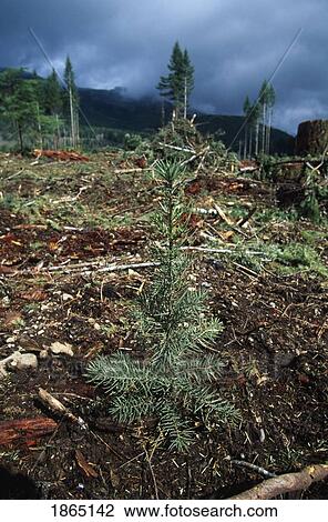 Stock Image - Conifer seedling planted in forest plantation after logging. Fotosearch