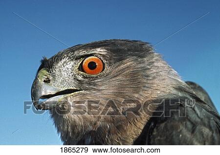 Cooper's hawk (Accipiter cooperii) View Large Photo Image Stock Photo - Cooper's hawk (Accipiter cooperii). Fotosearch