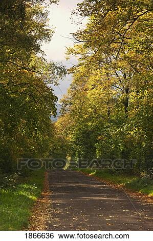 Stock Photograph - Country road through autumn woods, Northumberland, England. Fotosearch