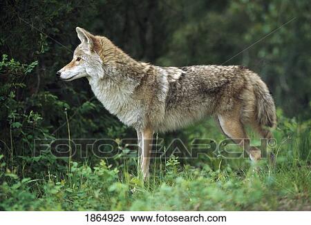 Stock Photography - Coyote (Canis latrans) at edge of forest. Fotosearch