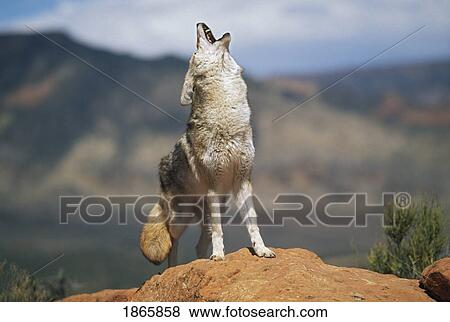 Stock Photo - Coyote (Canis latrans) howling from high point on red sandstone. Fotosearch