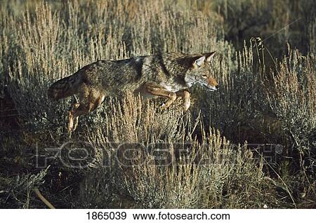 Stock Photo - Coyote (Canis latrans) leaping of vegetation. Fotosearch
