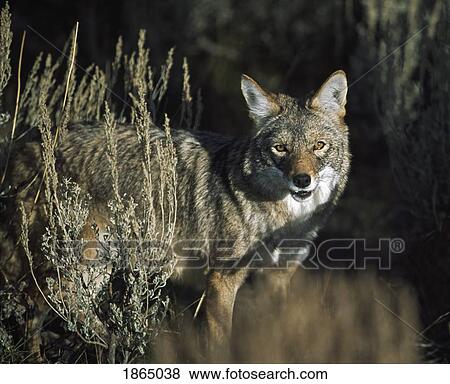 Coyote (Canis latrans) View Large Photo Image Stock Photo - Coyote (Canis latrans). Fotosearch