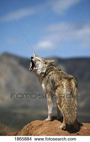 Picture - Coyote howling from high point. Fotosearch