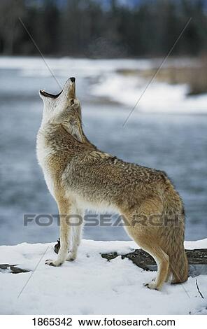 Stock Image - Coyote howling on snowy riverbank. Fotosearch
