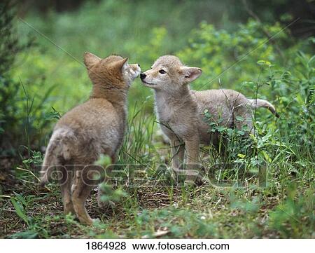 Stock Photo - Coyote puppies (Canis latrans) greeting. Fotosearch