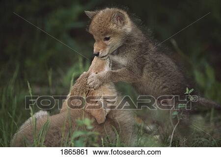 Stock Image - Coyote puppies wrestling (Canis latrans). Fotosearch