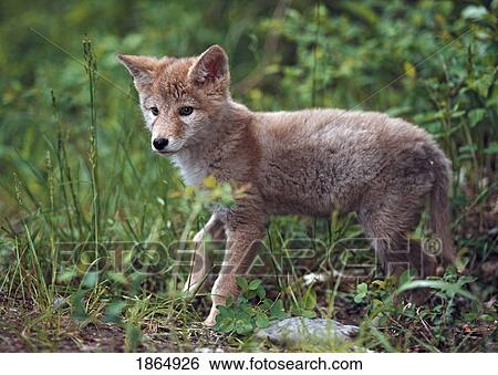 Coyote puppy (Canis latrans) View Large Photo Image Stock Photograph - Coyote puppy (Canis latrans). Fotosearch