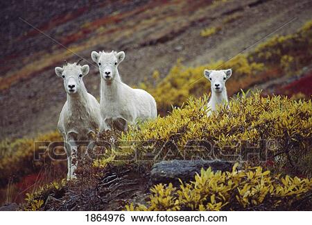 Dall sheep (Orvis dalli), ewe with lambs View Large Photo Image Stock Photograph - Dall sheep (Orvis dalli), ewe with lambs. Fotosearch
