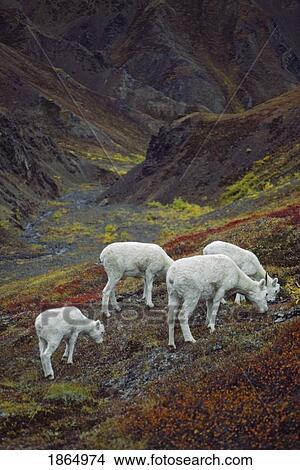 Dall sheep (Orvis dalli), ewes with lambs View Large Photo Image Picture - Dall sheep (Orvis dalli), ewes with lambs. Fotosearch