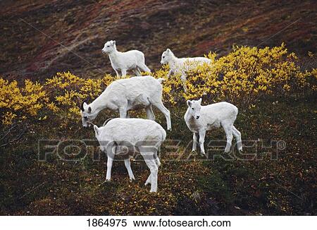 Dall sheep (Orvis dalli), ewes with lambs on autumn tundra View Large Photo Image Stock Photography - Dall sheep (Orvis dalli), ewes with lambs on autumn tundra. Fotosearch