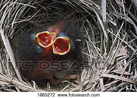 Dark-eyed junco nestlings with open mouths for feeding View Large Photo Image Stock Image - Dark-eyed junco nestlings with open mouths for feeding. Fotosearch