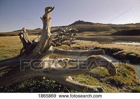 Stock Photo - Driftwood stump along the Yellowstone River in Hayden Valley, Yellowstone National Park, Wyoming, USA. Fotosearch