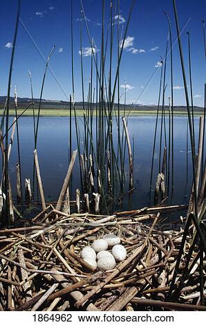Stock Image - Eggs in American coot (Fulica americana) nest in shallow lake. Fotosearch