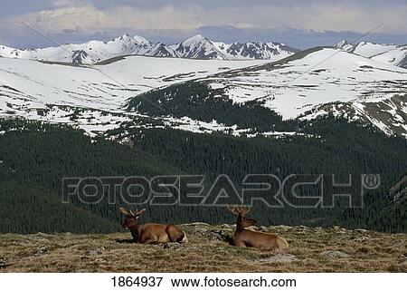 Elk (Cervus canadensis) resting in alpine tundra, with Never Summer Mountains in background View Large Photo Image Stock Photo - Elk (Cervus canadensis) resting in alpine tundra, with Never Summer Mountains in background. Fotosearch