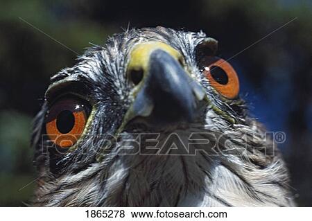 Eyes of sharp-shinned hawk (Accipiter striatus) View Large Photo Image Stock Photo - Eyes of sharp-shinned hawk (Accipiter striatus). Fotosearch