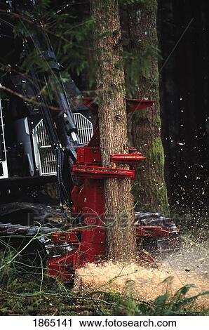 Stock Image - Feller-buncher gripping and cutting a tree in a tree plantation, Washington State Forest, Olympic Peninsula, WA. Fotosearch