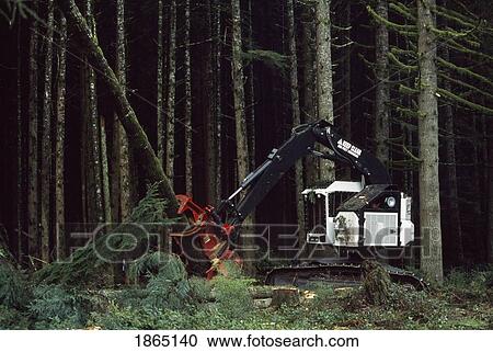 Stock Image - Feller-buncher with a tree it has just cut in a tree plantation, Washington State Forest, Olympic Peninsula, WA. Fotosearch