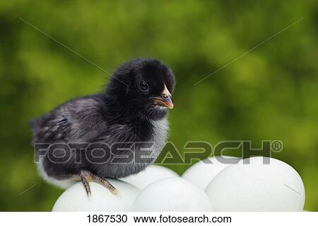 Stock Image - Five day old Araucana chick on unhatched eggs. Fotosearch