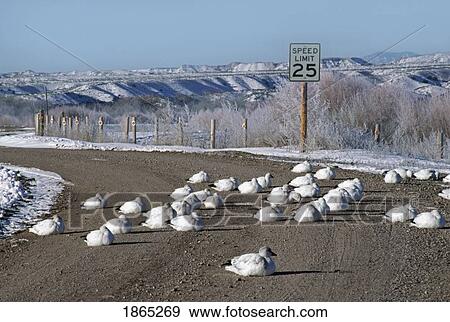 Flock of snow geese resting on road, Bosque del Apache National Wildlife Refuge, Los Lunas, New Mexico, USA View Large Photo Image Stock Photo - Flock of snow geese resting on road, Bosque del Apache National Wildlife Refuge, Los Lunas, New Mexico, USA. Fotosearch