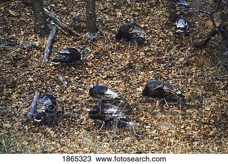 Stock Image - Flock of wild turkeys (Meleagris gallopavo) foraging in autumn leaves. Fotosearch