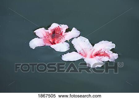 Stock Photography - Flowers floating on water. Fotosearch