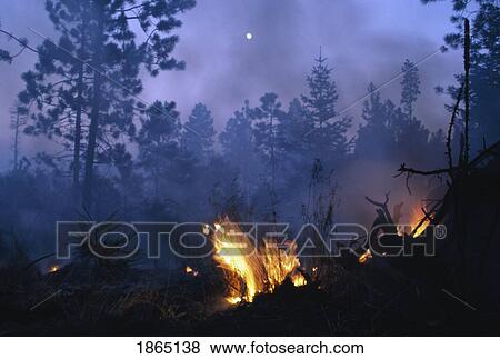 Forest fire, Santa Fe National Forest, Jamez Mountains, New Mexico, USA View Large Photo Image Stock Photo - Forest fire, Santa Fe National Forest, Jamez Mountains, New Mexico, USA. Fotosearch