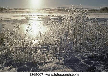 Fresh snow and frost on vegetation surrounding View Large Photo Image Stock Photo - Fresh snow and frost on vegetation surrounding. Fotosearch