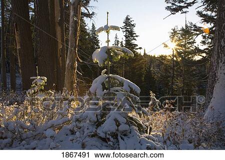 Fresh snow, Mount Hood, Oregon Cascades, Oregon, USA View Large Photo Image Stock Image - Fresh snow, Mount Hood, Oregon Cascades, Oregon, USA. Fotosearch