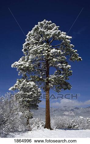Fresh snow on ponderosa pine (Pinus Ponderosa) View Large Photo Image Stock Photograph - Fresh snow on ponderosa pine (Pinus Ponderosa). Fotosearch