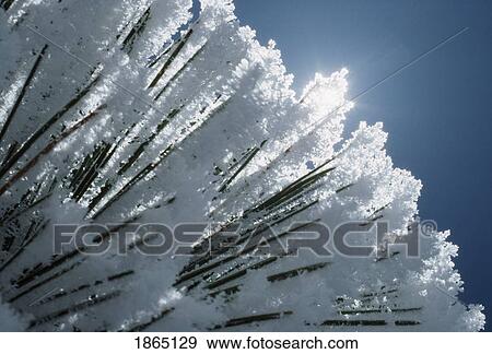 Stock Photo - Fresh snow sparkling on pine needles, Jemez Mountains, New Mexico, USA. Fotosearch