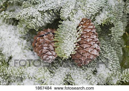 Frost on pine cones View Large Photo Image Picture - Frost on pine cones. Fotosearch