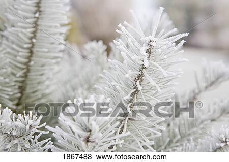 Frost on pine tree View Large Photo Image Stock Photo - Frost on pine tree. Fotosearch