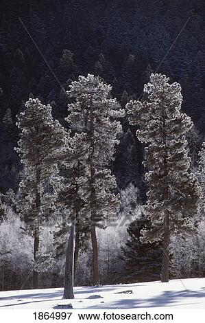 Frost on ponderosa pines (Pinus ponderosa), Jamez Mountains, New Mexico, USA View Large Photo Image Stock Photo - Frost on ponderosa pines (Pinus ponderosa), Jamez Mountains, New Mexico, USA. Fotosearch