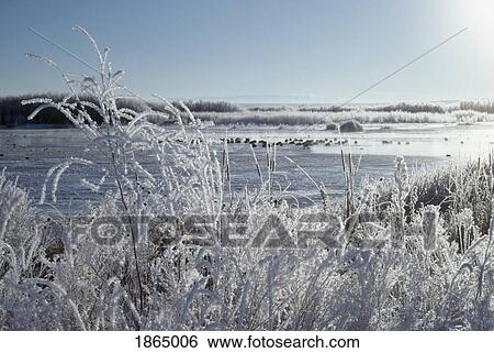 Frost on vegetation surrounding waterfowl ponds View Large Photo Image Stock Photograph - Frost on vegetation surrounding waterfowl ponds. Fotosearch