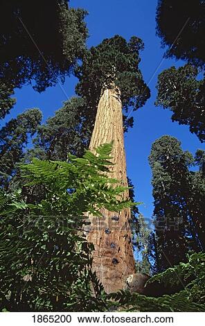 Stock Image - Giant sequoia tree (Sequoiadendron giganteum), Sequoia National Park, California, USA. Fotosearch