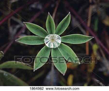 Stock Image - Giant water drop collected from misty rain by lupine leaves. Fotosearch