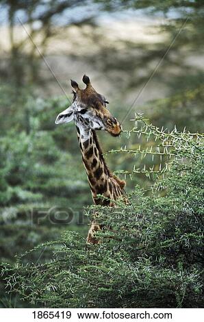 Stock Photo - Giraffe feeding on acacia tree, Africa. Fotosearch