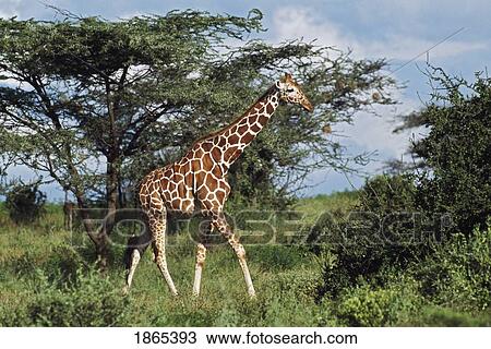 Giraffe walking in acacia forest, Africa View Large Photo Image Stock Image - Giraffe walking in acacia forest, Africa. Fotosearch