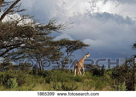 Stock Photo - Giraffe walking in acacia forest with stormy sky, Africa. Fotosearch