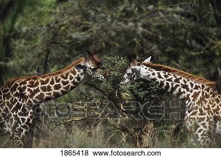 Giraffes feeding on acacia branch, Africa View Large Photo Image Stock Photo - Giraffes feeding on acacia branch, Africa. Fotosearch