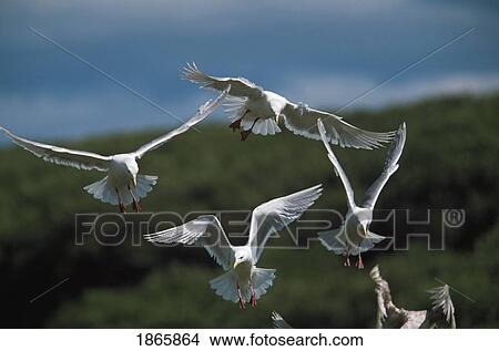 Glaucous gull (Larus hyperboreus) flying View Large Photo Image Picture - Glaucous gull (Larus hyperboreus) flying. Fotosearch