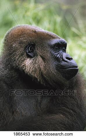 Stock Image - Gorilla profile portrait. Fotosearch