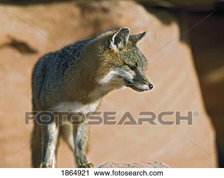 Gray fox (urocyon cinereoargenteus) View Large Photo Image Stock Image - Gray fox (urocyon cinereoargenteus). Fotosearch