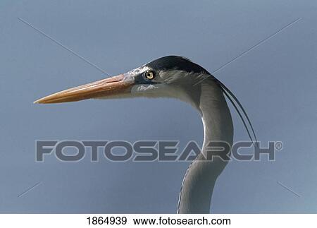 Stock Photo - Great blue heron (Ardea herodias). Fotosearch