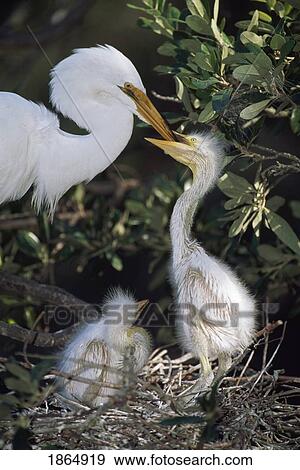 Great egret (Ardea alba) adult feeding young in nest View Large Photo Image Stock Photo - Great egret (Ardea alba) adult feeding young in nest. Fotosearch