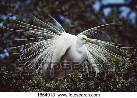 Stock Photo - Great egret (Ardea alba) adult displaying breeding plumage. Fotosearch
