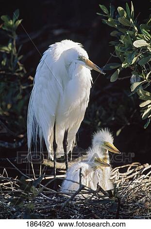 Stock Image - Great egret (Ardea alba) adult with two young in nest. Fotosearch