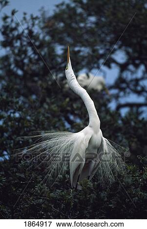 Stock Photo - Great egret (Ardea alba). Fotosearch