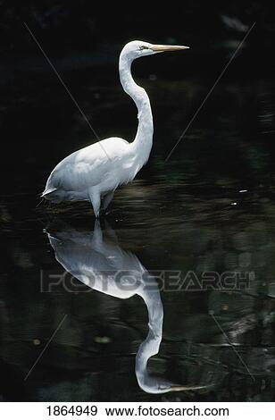 Stock Photo - Great egret (Casmerodius albus) reflected in pond. Fotosearch